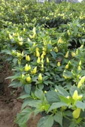 Misket Biberiye Biber Tohumu 5 gr - 3