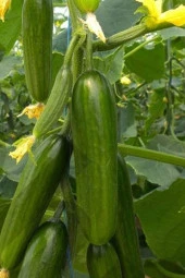 Hıyar Tohumu 20 Gr - 2