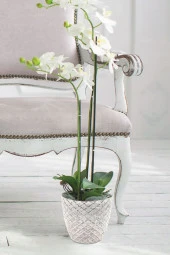 Yakamoz Orkide Saksı 17,7x15,6 cm 2.40 lt - 2