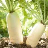 Doğal Beyaz Japon Turp Tohumu (550 tohum) - 2