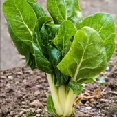 Doğal Pazı Tohumu (250 gram) - 1