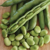 Doğal Erkenci Sakız Bakla Tohumu (50 gram) - 1