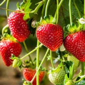 Doğal Yediveren Çilek Tohumu (200 adet) thumbnail 2