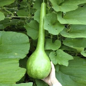 Dipper Süs Su Kabağı Tohumu (5 tohum) - 1