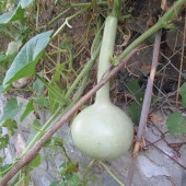 İnce Uzun Sarı Süs (Su) Kabağı Tohumu (5 tohum) - 1