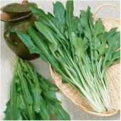 Endive Catalogna Emerald Tohumu (100 tohum) - 1