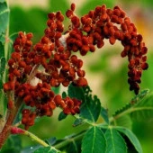 Doğal Sumak Tohumu (20 adet) thumbnail 1