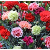 Simagro Tohum Karanfil Tohumu 100 Adet 3lü Paket - 1