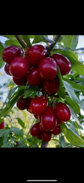 TÜPLÜ İRİ MEYVELİ AŞILI KIZILCIK FİDANI YAŞ 3 BOY 130-150 CM - 1