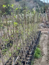 TÜPLÜ İRİ MEYVELİ AŞILI KIZILCIK FİDANI YAŞ 3 BOY 130-150 CM - 2