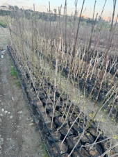 TÜPLÜ İRİ MEYVELİ AŞILI KIZILCIK FİDANI YAŞ 3 BOY 130-150 CM - 3