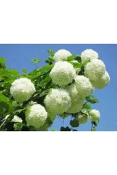 Kartopu Çiçeği Fidanı 40-60 Cm thumbnail 1