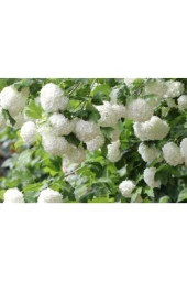 Kartopu Çiçeği Fidanı 40-60 Cm thumbnail 2