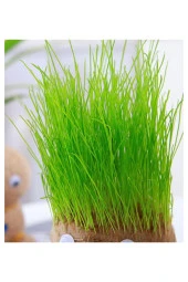 Çim Adam Yapım Seti 1 Paket Okul Eğitici Deney Seti Çim Adam Seti - 5