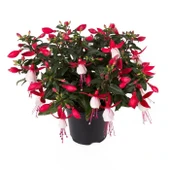 Kırmızı Küpe Küpeli Çiçeği Fidanı 10-20 Cm Fuchsia - 1
