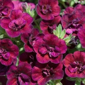 Calita Katmerli Double Red Wine Milyonlar Çanı Calibrochoa Çiçeği Fidesi (1 adet) - 1