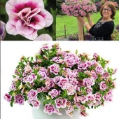 Calita Katmerli Double Pink Bicolor Milyonlar Çanı Calibrochoa Çiçeği Fidesi (1 adet) - 1