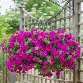 Tumbelina Savanna Kokulu Katmerli Sarkıcı Superstar Petunya Çiçeği Fidesi (1 Adet) - 1