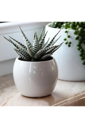 Zebra sukulent Haworthia Fasciata Alba beyaz benekli özel tür sukulent 8.5 cm kırmızı saksıda - 2