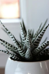 Zebra sukulent Haworthia Fasciata Alba beyaz benekli özel tür sukulent 8.5 cm kırmızı saksıda - 3