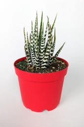 Zebra sukulent Haworthia Fasciata Alba beyaz benekli özel tür sukulent 8.5 cm kırmızı saksıda - 4