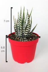 Zebra sukulent Haworthia Fasciata Alba beyaz benekli özel tür sukulent 8.5 cm kırmızı saksıda - 7