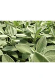 Salvia Culinaria Adaçayı Şalba Fidanı 10-20 Cm thumbnail 2