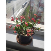 Dikenler Tacı Çiçeği Pembe Yetişmiş - 1