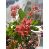 Dikenler Tacı Çiçeği Pembe Yetişmiş - 2