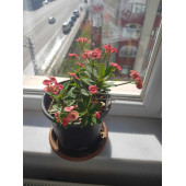 Dikenler Tacı Çiçeği Pembe Yetişmiş - 4