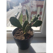 Tavşan Kulağı Kaktüs Çiçek - 1