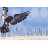 Kuş Kondurmaz 1ADET 50cm Şeffaf Tel Diken Kovucu - 2