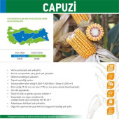 May Capuzi Danelik Mısır Tohumu 50000 Adet Tohum - 2
