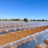 Karpuz sera şeffaf Mulch 80 Cm 20 Micron 23Kg. thumbnail 1