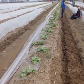 Karpuz sera şeffaf Mulch 80 Cm 20 Micron 23Kg. thumbnail 4