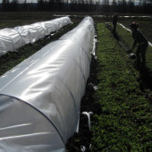 Karpuz sera şeffaf Mulch 80 Cm 20 Micron 23Kg. thumbnail 6