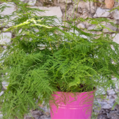 TÜL KUŞKONMAZ (ASPARAGUS PLUMOSUS) - 1