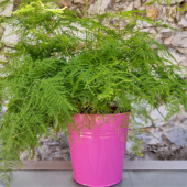 TÜL KUŞKONMAZ (ASPARAGUS PLUMOSUS) - 2