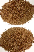 Glutensiz Karabuğday (Greçka-Tane) - 1