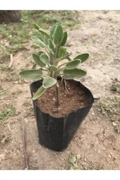 Şalba Adaçayı Fidanı 15-25 Cm Salvia Officinalis - 1