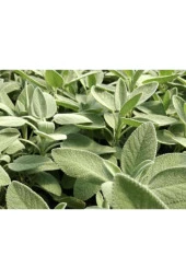 Şalba Adaçayı Fidanı 15-25 Cm Salvia Officinalis - 3