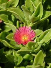 Buz Çiçeği Fidanı 10-20 Cm thumbnail 2