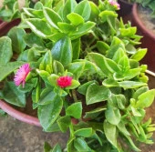 Buz Çiçeği Fidanı 10-20 Cm thumbnail 3