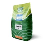 MAY 72 MAY 80 MISIR TOHUMU - 1