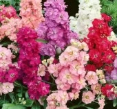 Şebboy Tohumu ( Kokulu Çok Uzun Boylu ) - Karışık Renkli ( 10 Tohum ) - 2