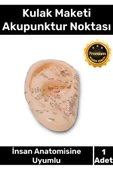 Özel Üretim Kaliteli İnsan Anatomisine Uyumlu Muayene Maket 20Cm Kulak Maketi Akupunktur Noktası - 1