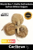 Premium Özel Dikime Hazır Yerli Üretim Büyük Boy 1. Kalite Safranbolu Safran Bitkisi Soğanı 100 Adet - 1