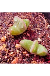 Ayc Botanik 10 Adet Bijlia Cana Succulent Tohumu - 3