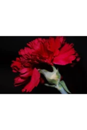 10 Adet Carnation Red Tohumu - 1