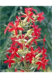 10 Adet Rare Red Hat Silene Transplant Tohumu - 1